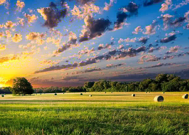 istockphoto-503150251-612x612